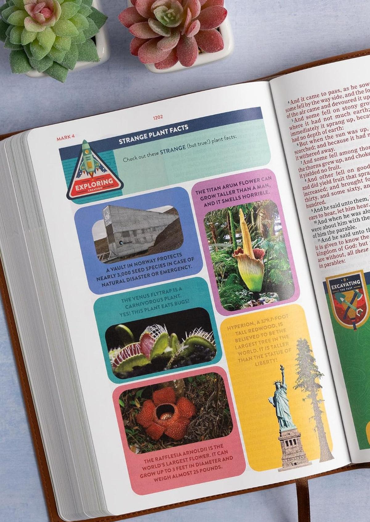 KJV Explorer Bible for Kids (Brown)